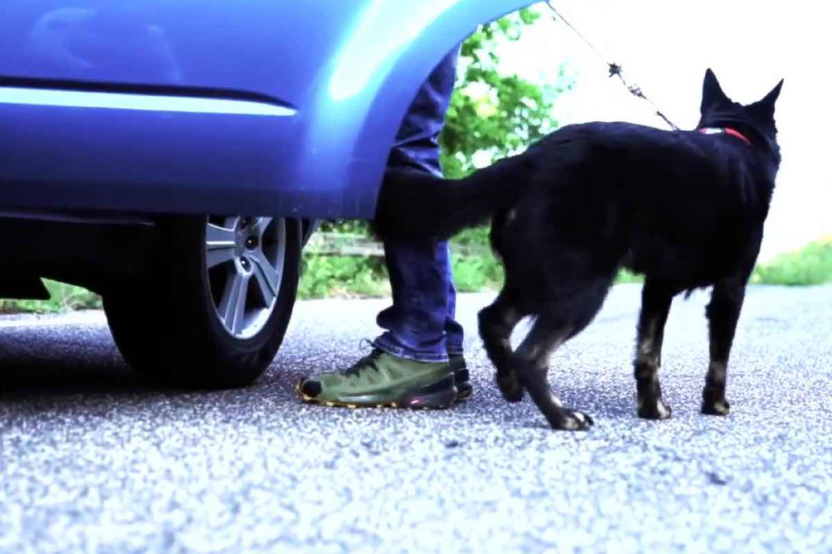 Il Codice della Strada imporrà nuove regole sull'abbandono degli animali