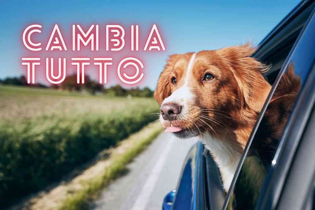 Codice della Strada, il Governo scende in campo per gli animali: 7 anni di carcere per chi lo farà